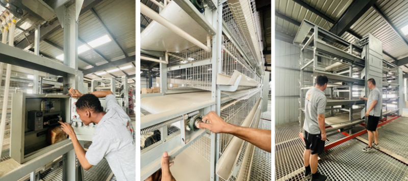 battery cage poultry equipment installation