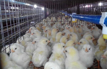 Broiler Cage Farm Profit 1 Dollars/Birds