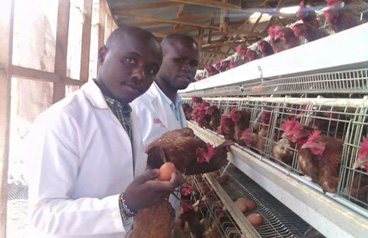 Popular And 15 Years No Rusting Chicken Cage In Nigerian Poultry Farm