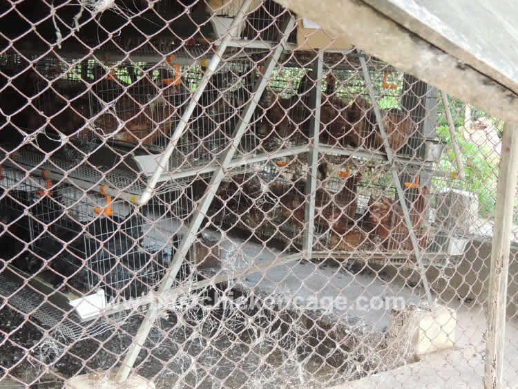 What is the best Fencing mesh for African chicken farm and chicken house