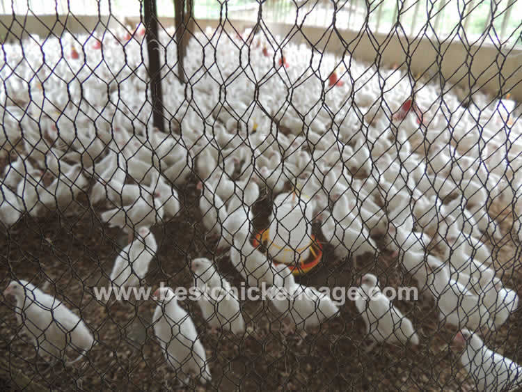 What is the best Fencing mesh for African chicken farm and chicken house