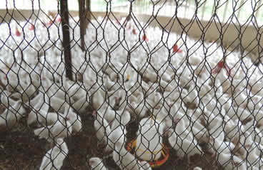 What is the best Fencing mesh for African chicken farm and chicken house