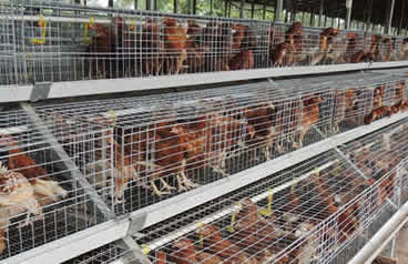 Chick cage using in Nigerian customer’s farm