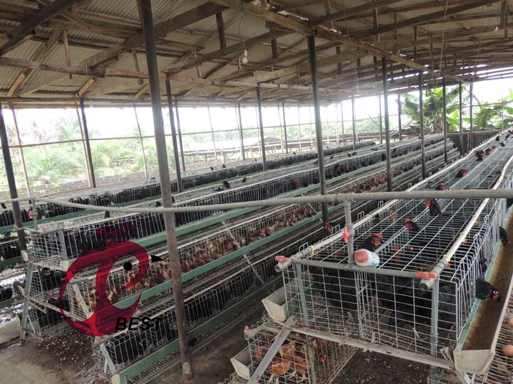 Poultry house design of 5000 layer with chicken cage