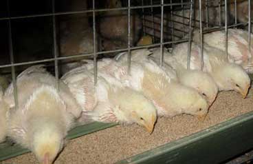 Managemental causes of early chick mortality