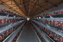 What is the most important of 5 NETWORKING STRATEGIES FOR SUCCESS IN FARMING except chicken cage and poultry equipment