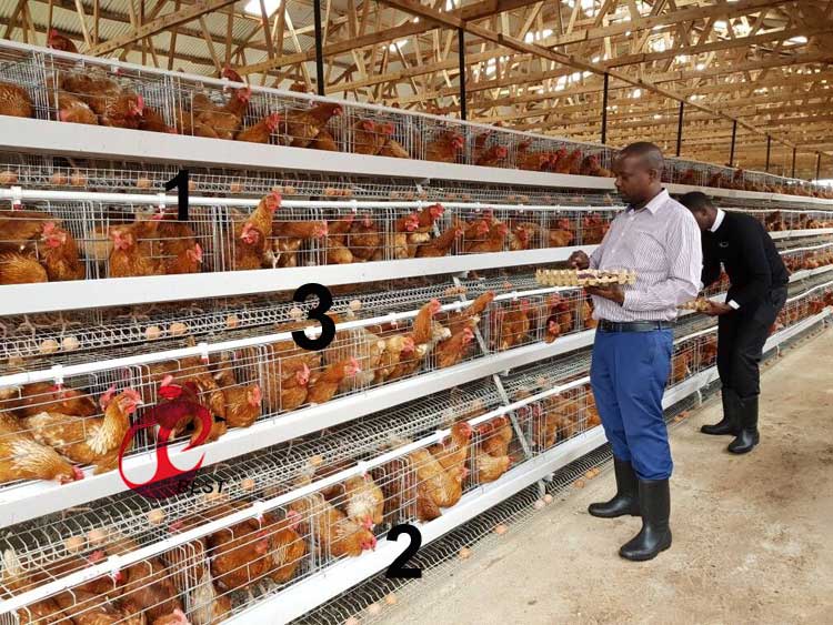 Lagos Office & Warehouse Selling Chicken Cage & Poultry Equipment
