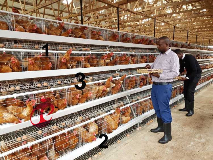 Chicken cage from Nigeria-China factory