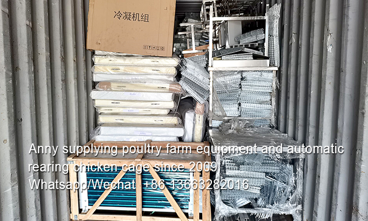 How to transport manure from automatic battery broiler layer cage