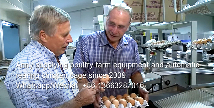 What are the feed and poultry cage varieties of chicks and adult chickens