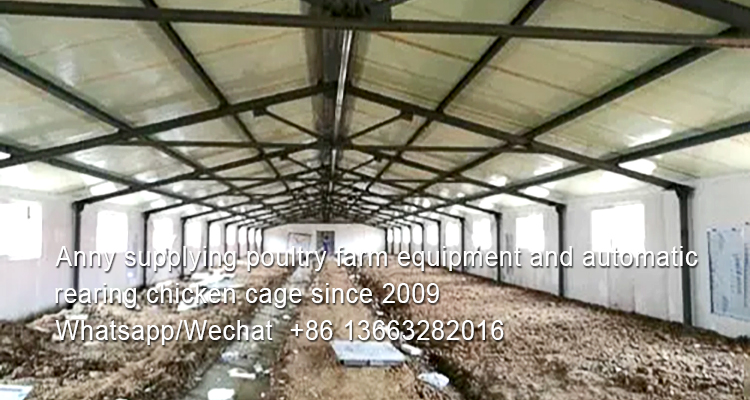 How do you raise broilers in poultry battery cage system
