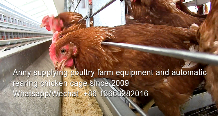 How to deal with low temperature in poultry battery cage system