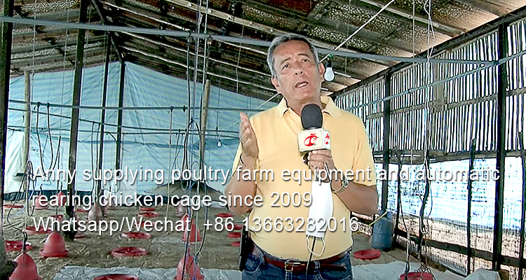 What kinds of broilers are suitable for Nigeria to raise in battery cage system