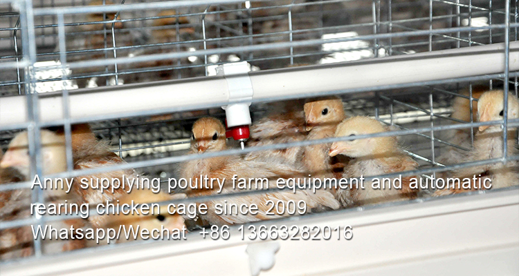 What is the result of too much calcium on young layers in battery cage system