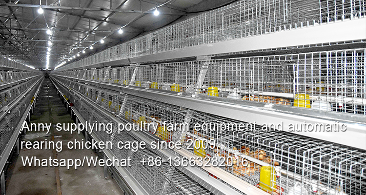 How to realize the modernization of poultry breeding with chicken cage in poultry farm