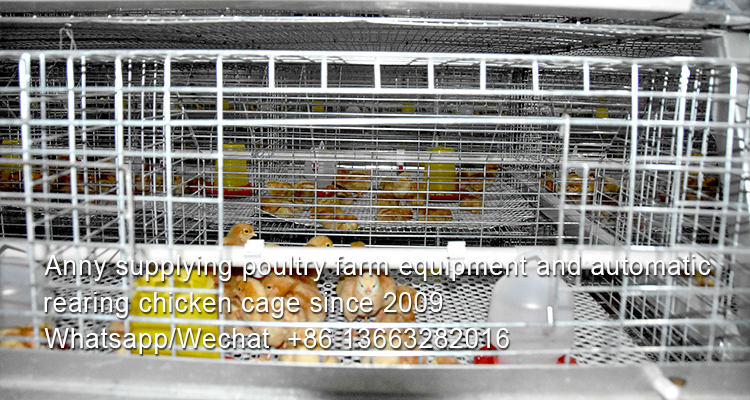 What poultry farm with chicken cage is in Thailand