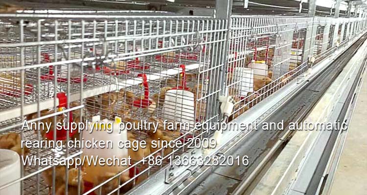 What is the daily working of poultry in chicken layer cage