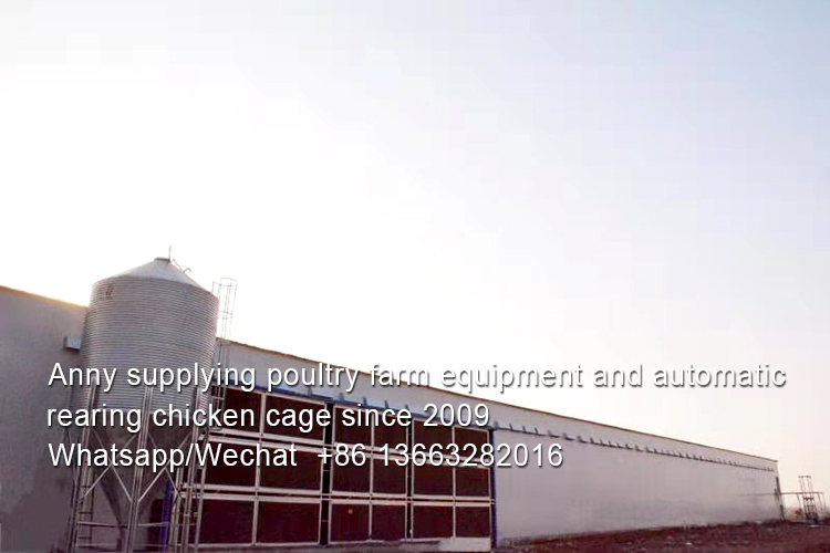 DIFFERENCE BETWEEN DEEP LITTERS AND BATTERY CAGE SYSTEM