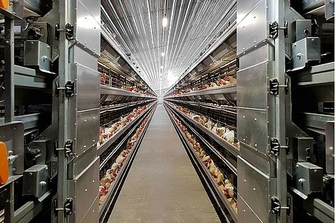 7 key benefits of using poultry battery cage system in modern days chicken rearing