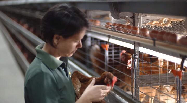 Efficiency of poultry cage system in poultry