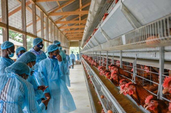 Commercial poultry farming equipment for sale