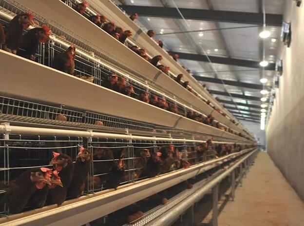 A list of poultry farm equipments and their uses