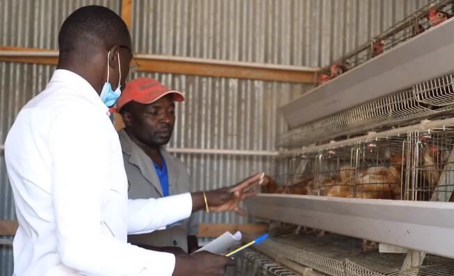 What is the highest middle or lowest cost of battery cage for broilers in Nigeria