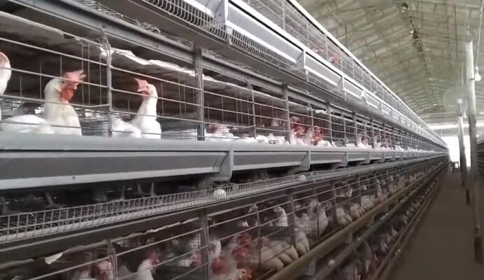 What are the disadvantages of battery cage system
