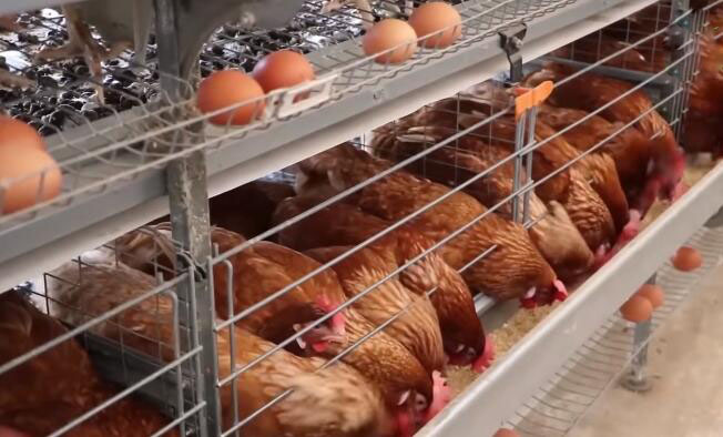 Why you need our poultry farming equipments