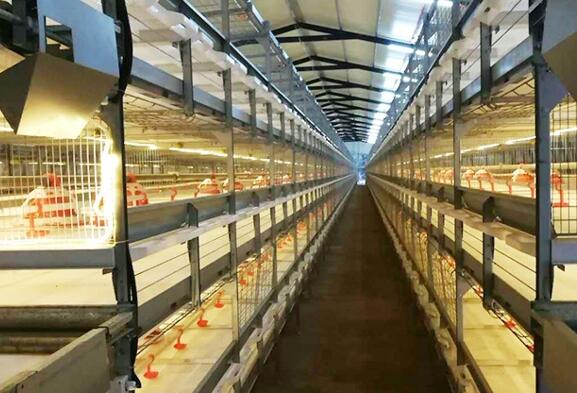 How much land do you need for broiler chicken cage storage