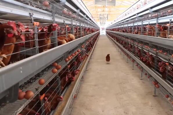 The over all trend cost of poultry cage in nigeria