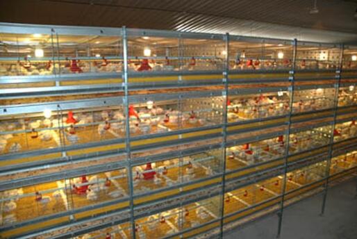 The poultry cage dimension for broilers