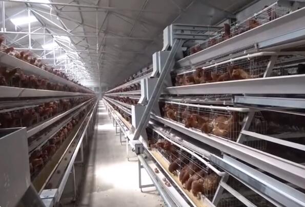10% discount of this month of battery cage with automated waste removal systems