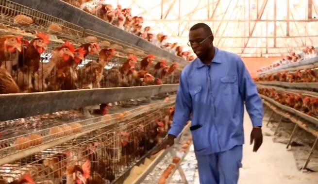 Detailed introduction of  creating a standardized environment that battery cages