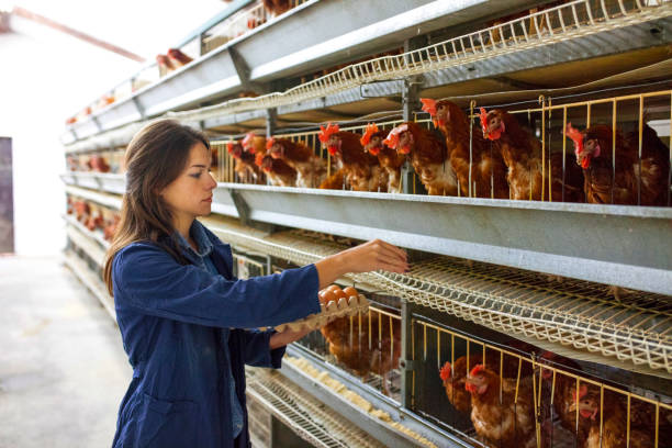 Cages are fully equipped with automatic systems that is very efficient in the poultry farm