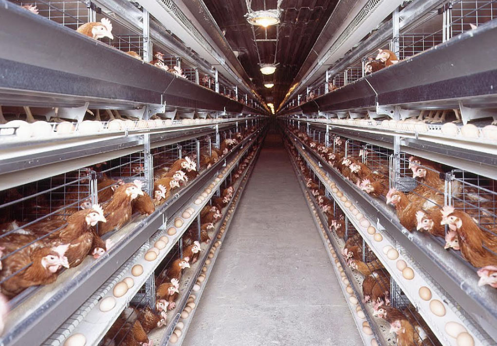 What is automatic layer chicken cages they are specific type of poultry equipment used to house laying hens