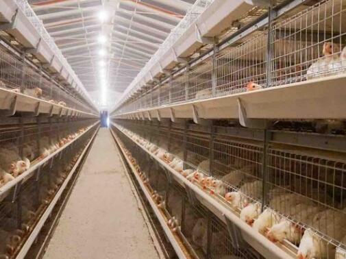 Chicken battery cage equipment battery cage system  reducing the risk of disease spread