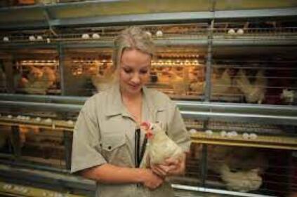 AI controlling system of layer cage enabling a higher stocking density and increased egg production