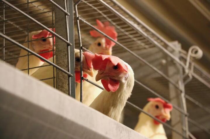 Do you know these on broilers battery cage versus deep litter system automated feeding and watering systems