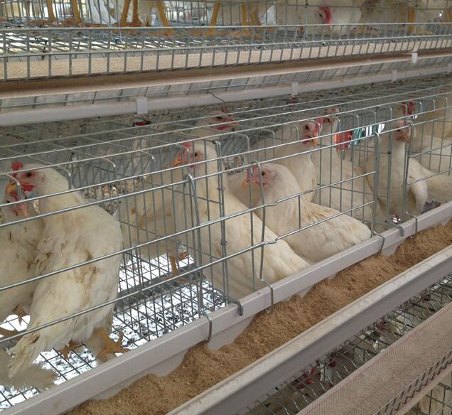 What is 3 rows 4 tiers battery cage system the individual cages allows for easy access to the chickens
