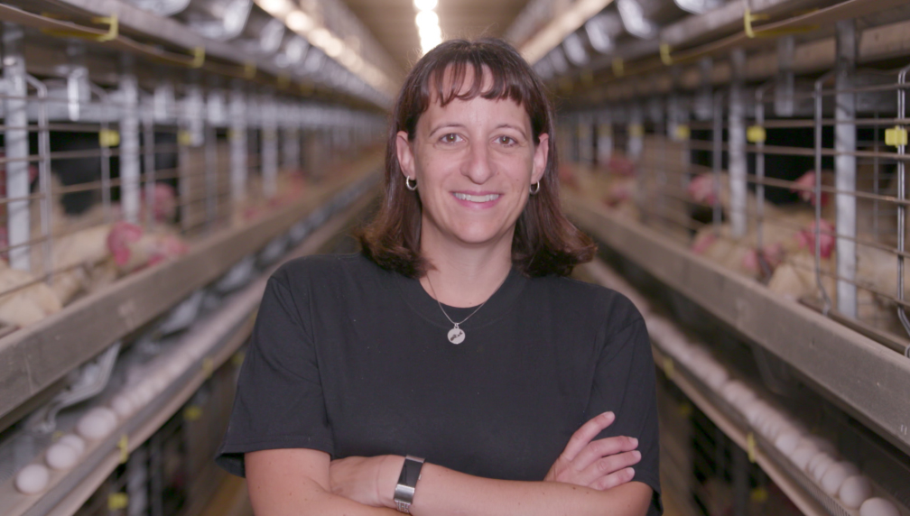 New type of a frame automatic chicken layer cage is designed for housing layer chickens