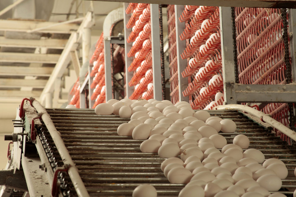 Automatic ladder type of automatic layer chicken cages makes chicken rearing easy they save labor costs