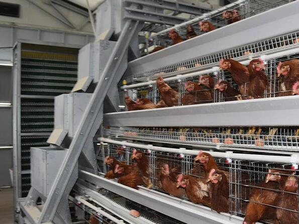 Automatic ladder type of a type chicken cage provides the factory with high production efficiency