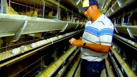 Standard size of battery cage system centralized management is conducive to epidemic prevention and treatment