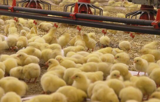 The helpful knowledge of baby chicken cage features  they provide a safe and controlled environment for the chicks