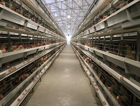 Local poultry cage is vary in size shape and materials used allowing for efficient use of space