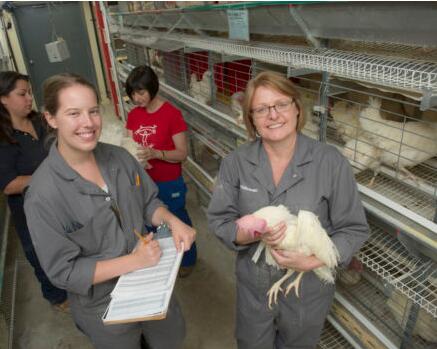 The helpful information on 20 rules for starting your own poultry  farm and a unique logo will be essential for your marketing materialmaterials