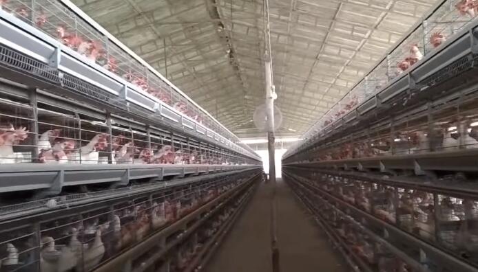 Detailed introduction of the advantages of fowl cages used in poultry farms and a reasonable slope reduces the amount of broken eggs