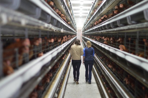 Why you need A-type and H-type layer chicken cages depends on factors like farm size budget and management preferences