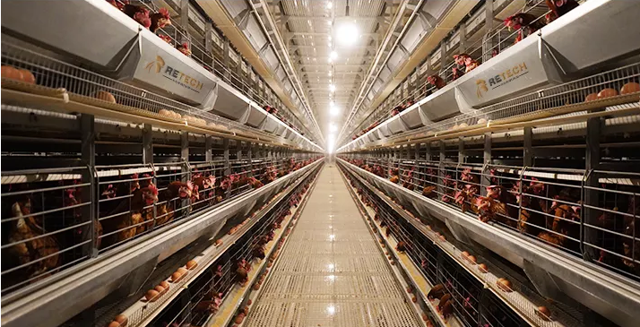 Do you know about these poultry cage systems designed to optimise egg production by housing layers in a structured efficient and controlled environment